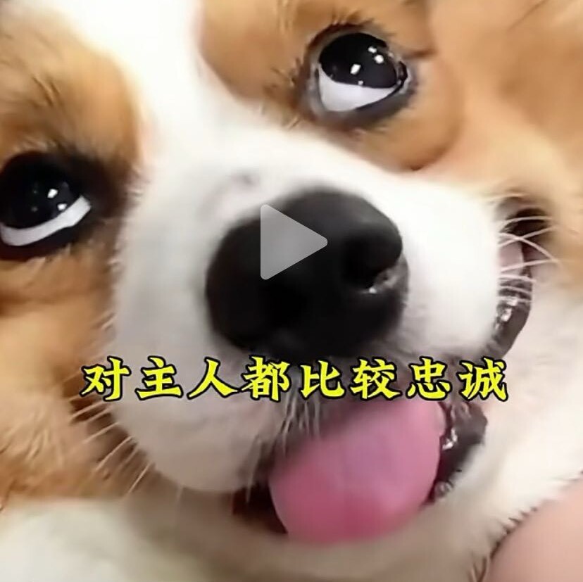 视频号黑马榜萌宠排行榜第21名undefined,飙升值87.0,新榜指数592.3,新增作品数15,总推荐数6530,平均推荐数435.3,最高推荐数3695