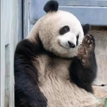 你好呀大熊猫