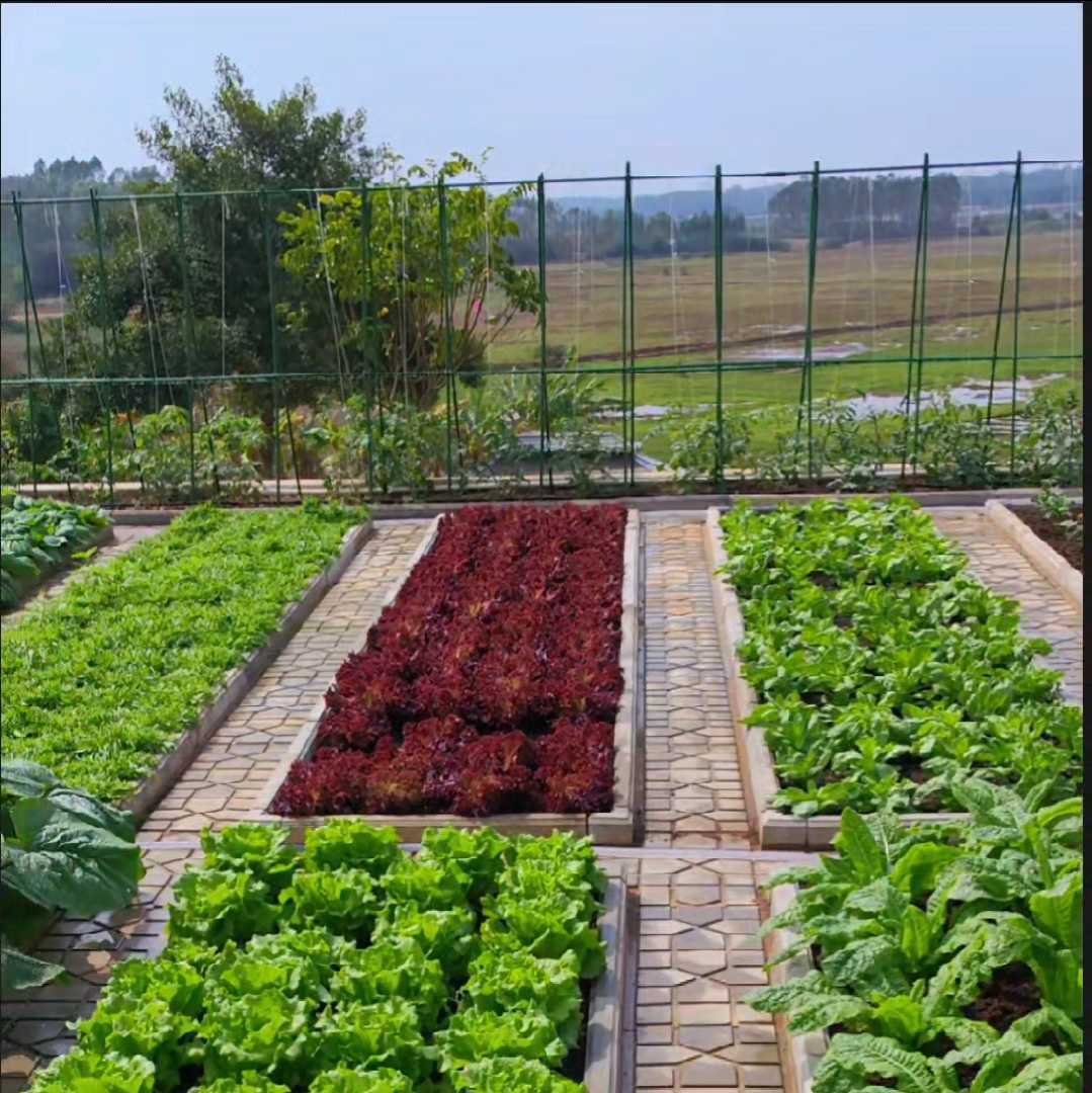 星宇小院-茗蓝菜园