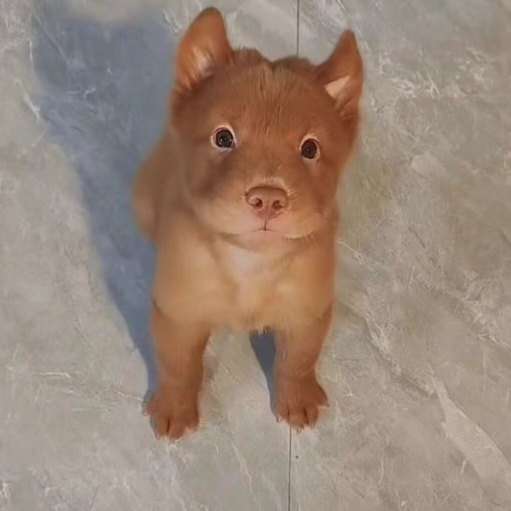 小叮当田园犬舍