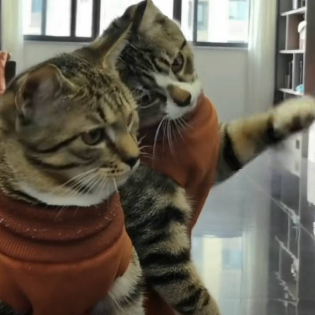 包子馒头是猫名