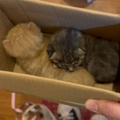 O开局两只猫O