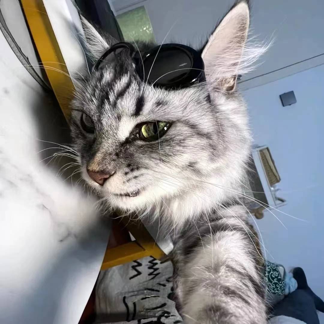 狸花家的猫
