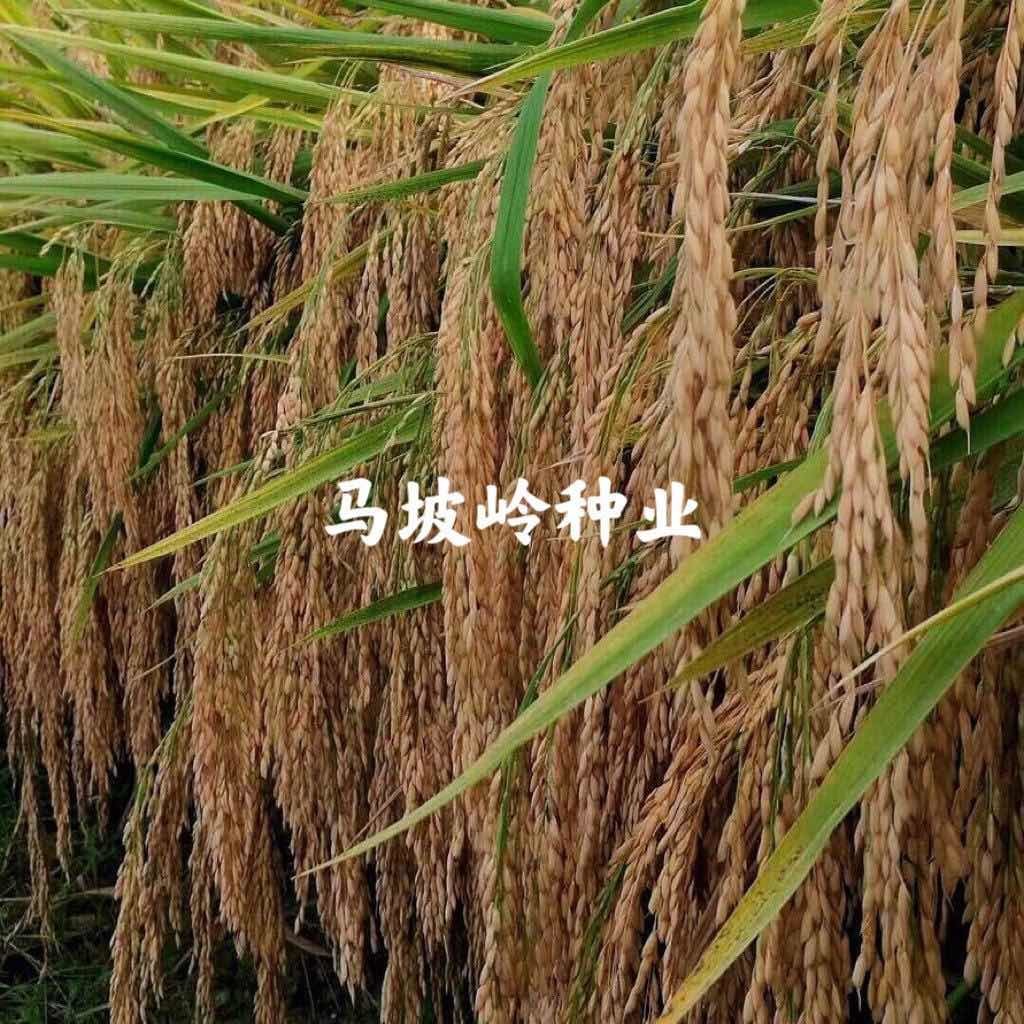 马坡岭水稻农场