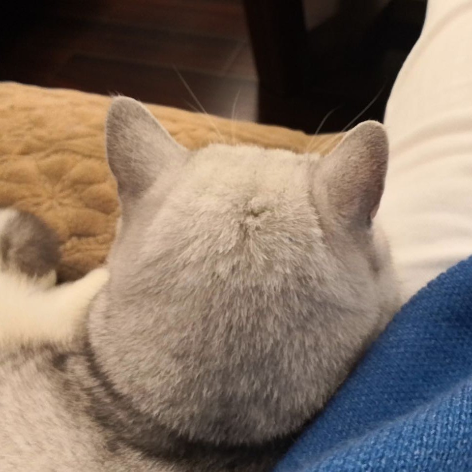 凡凡凡凡凡凡子籽紫