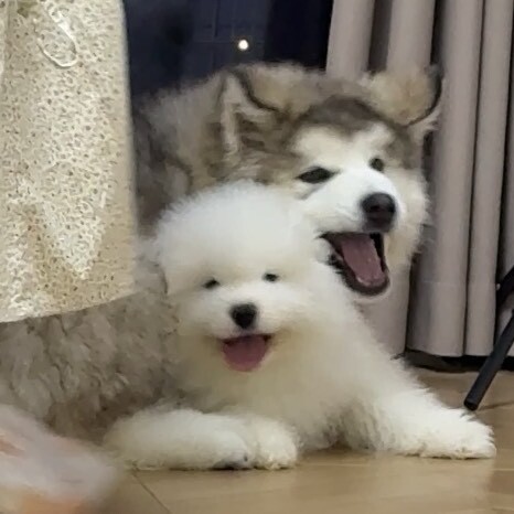 五阿哥是爆炸头耶