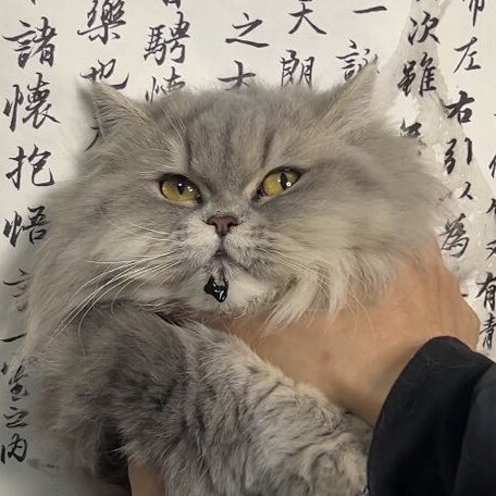 猫和艺术