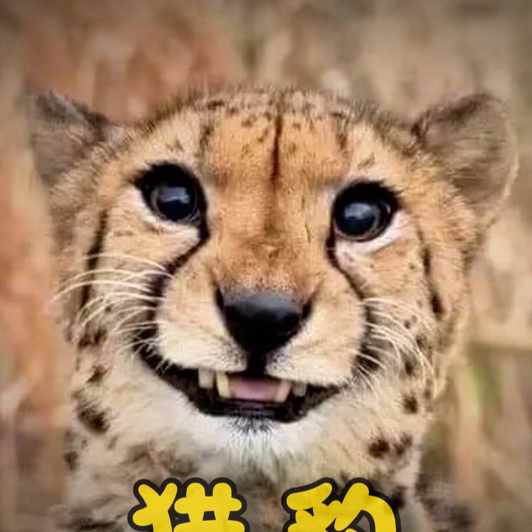 动物之歌i