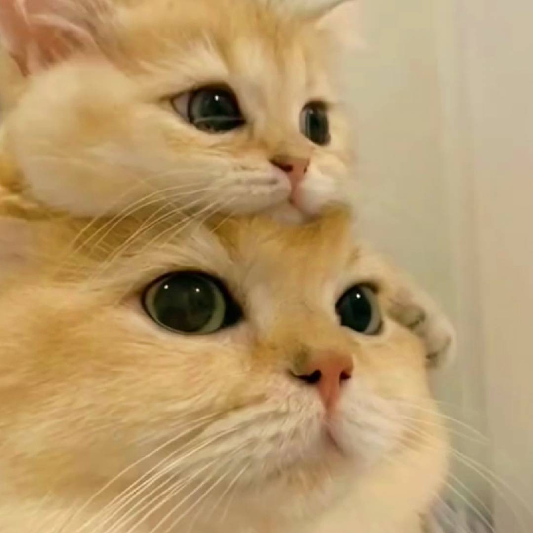大瑞是个猫二代