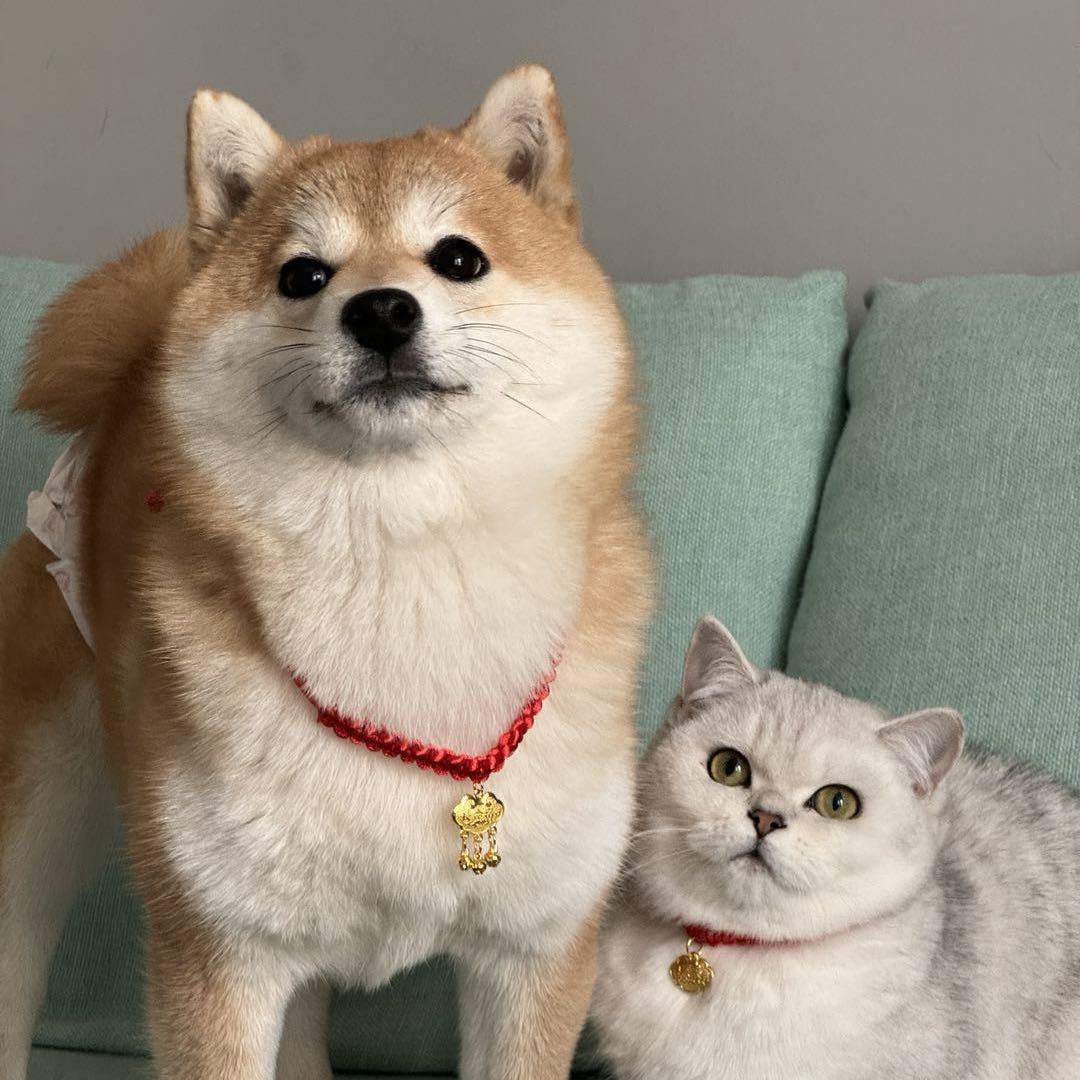咕噜家的汪