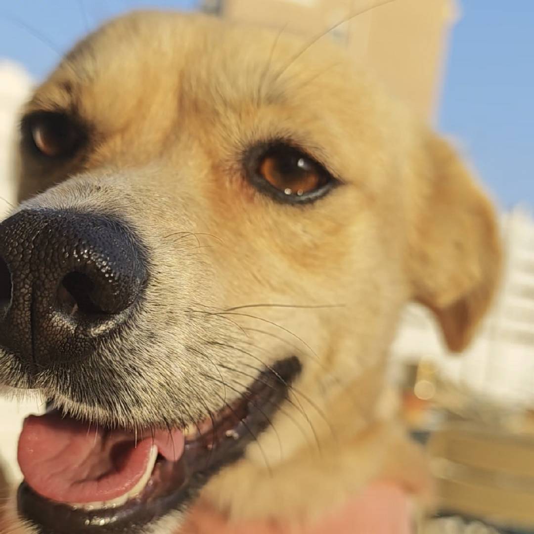 吉祥四宝的橱窗营业中