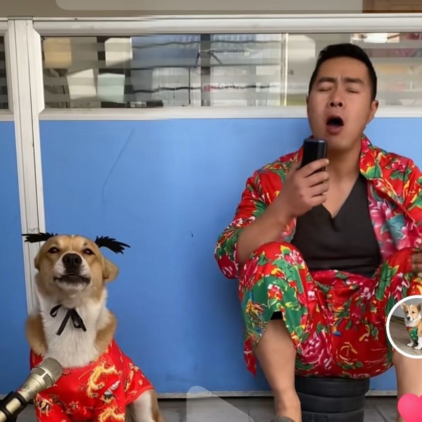 小柯猪汤圆