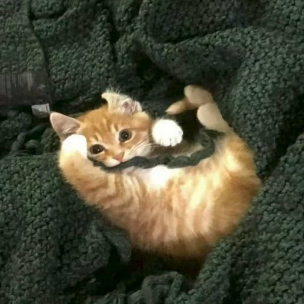 狐狸今天不骗人