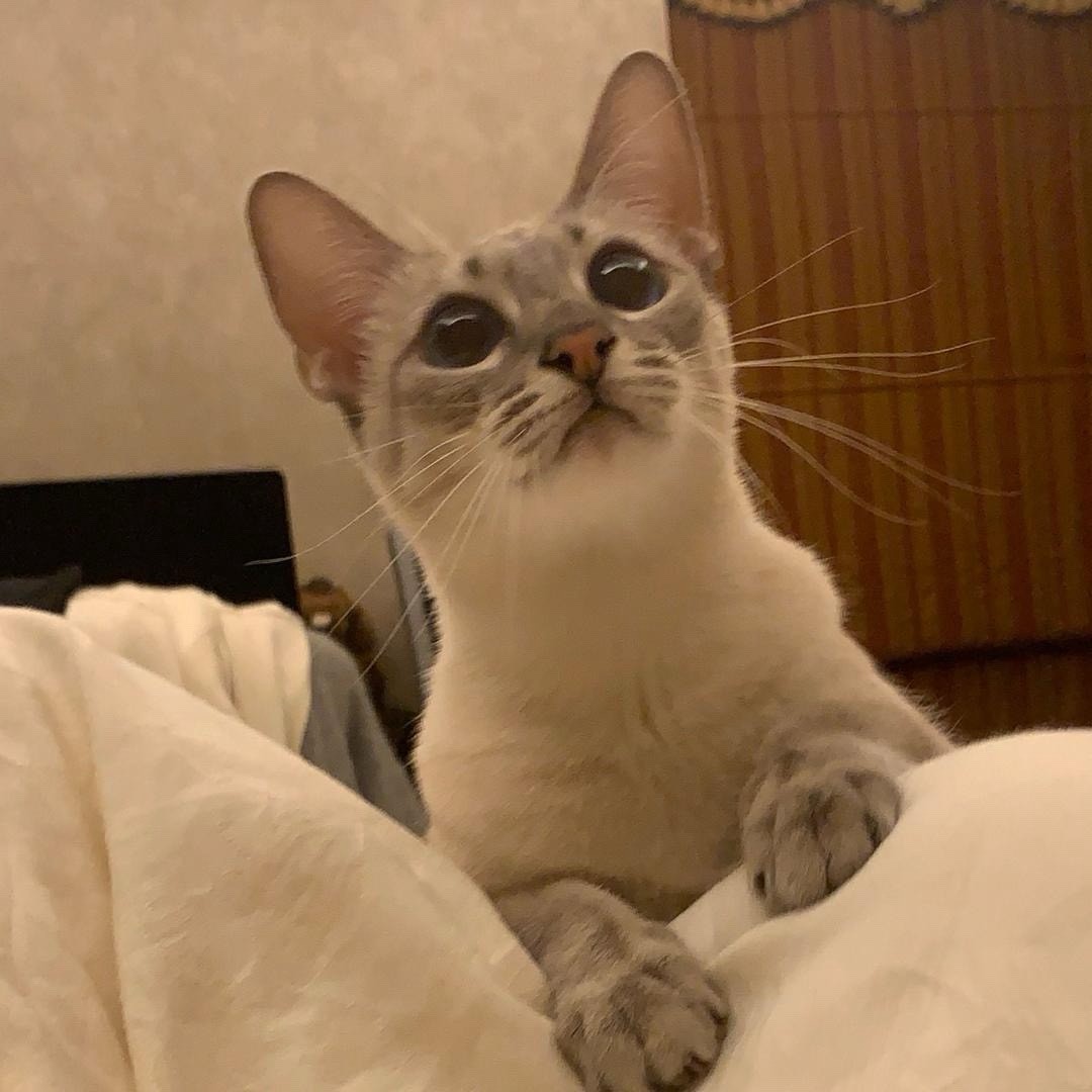 妈宝猫nono