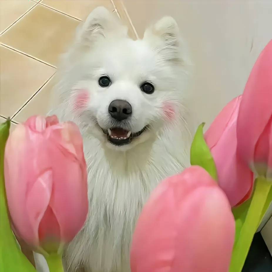 小林的宠物科普
