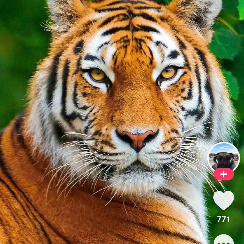 东北四哥搞笑配音