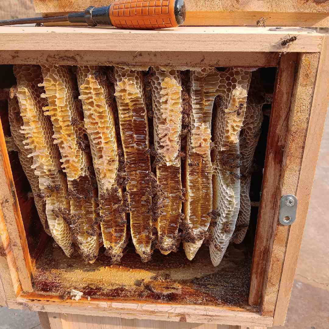 荆楚蜂情土蜂蜜