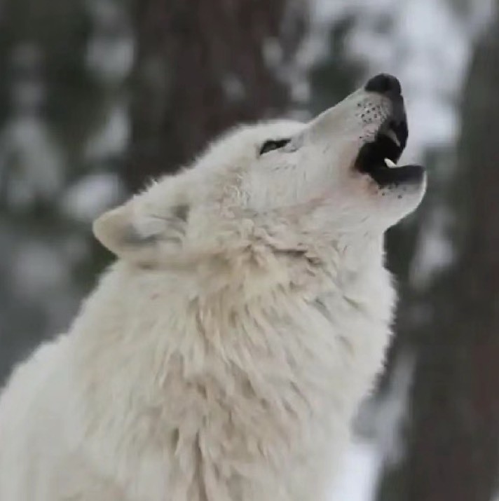 廖小白讲商业大佬