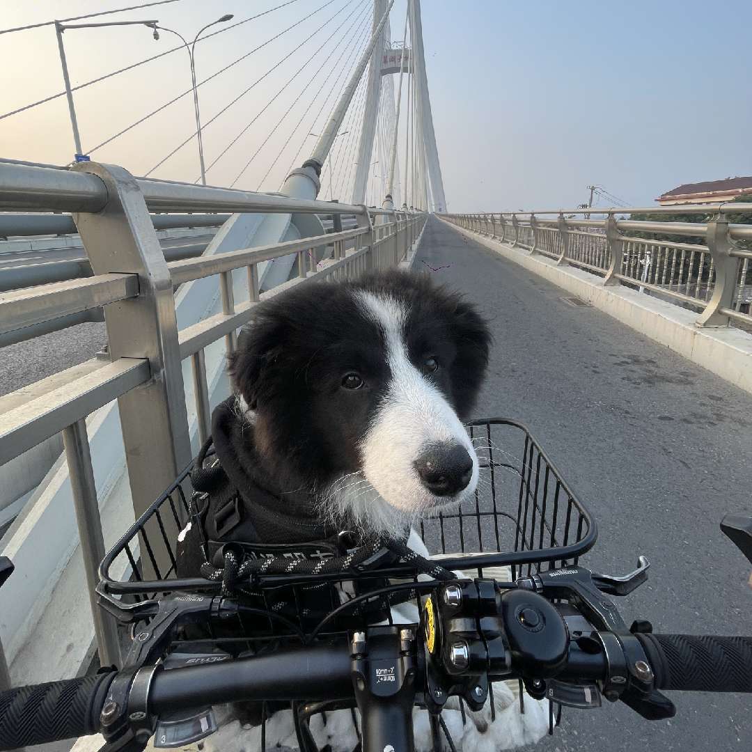 龙龙的憨歪歪