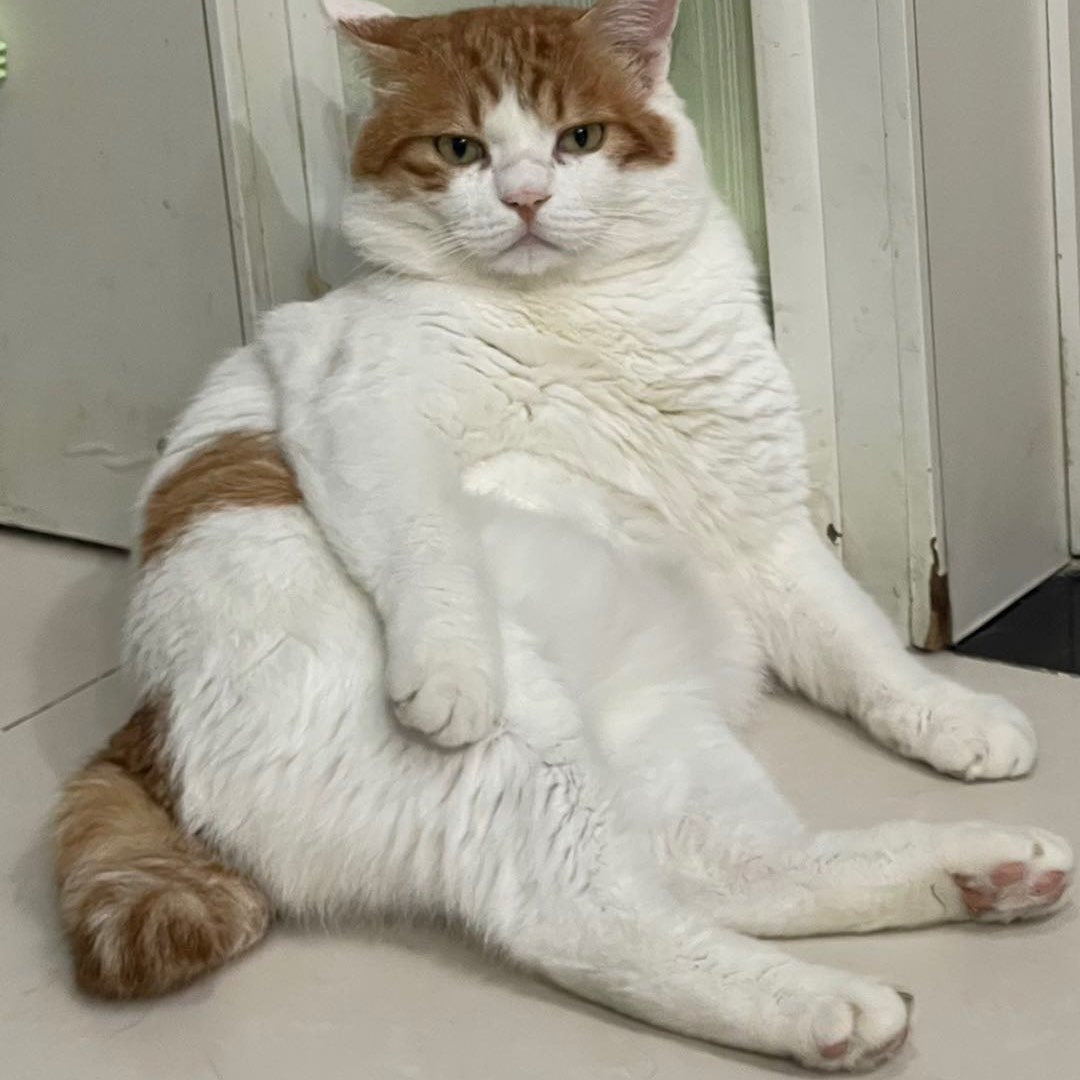 胖橘是只流浪猫