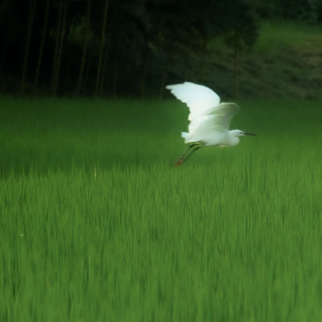 阳万里.