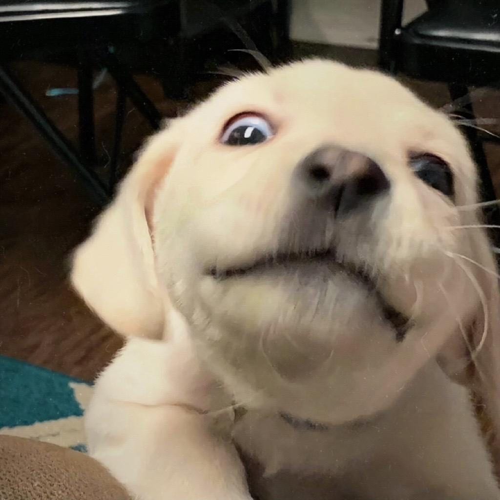 网友猪硬来