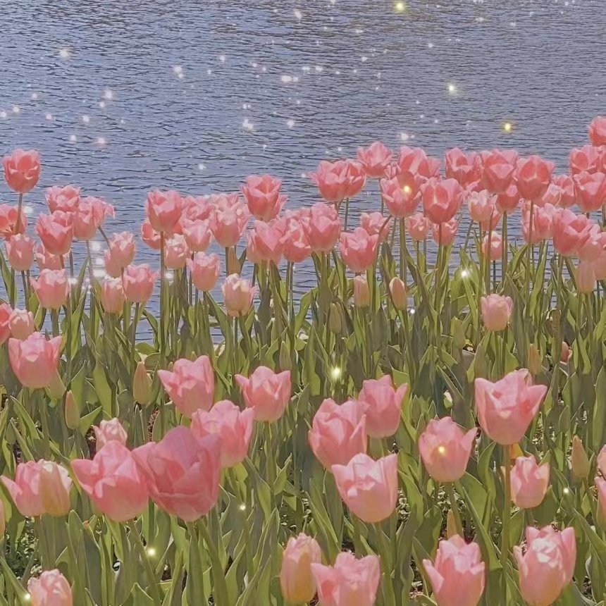 七七爱种花