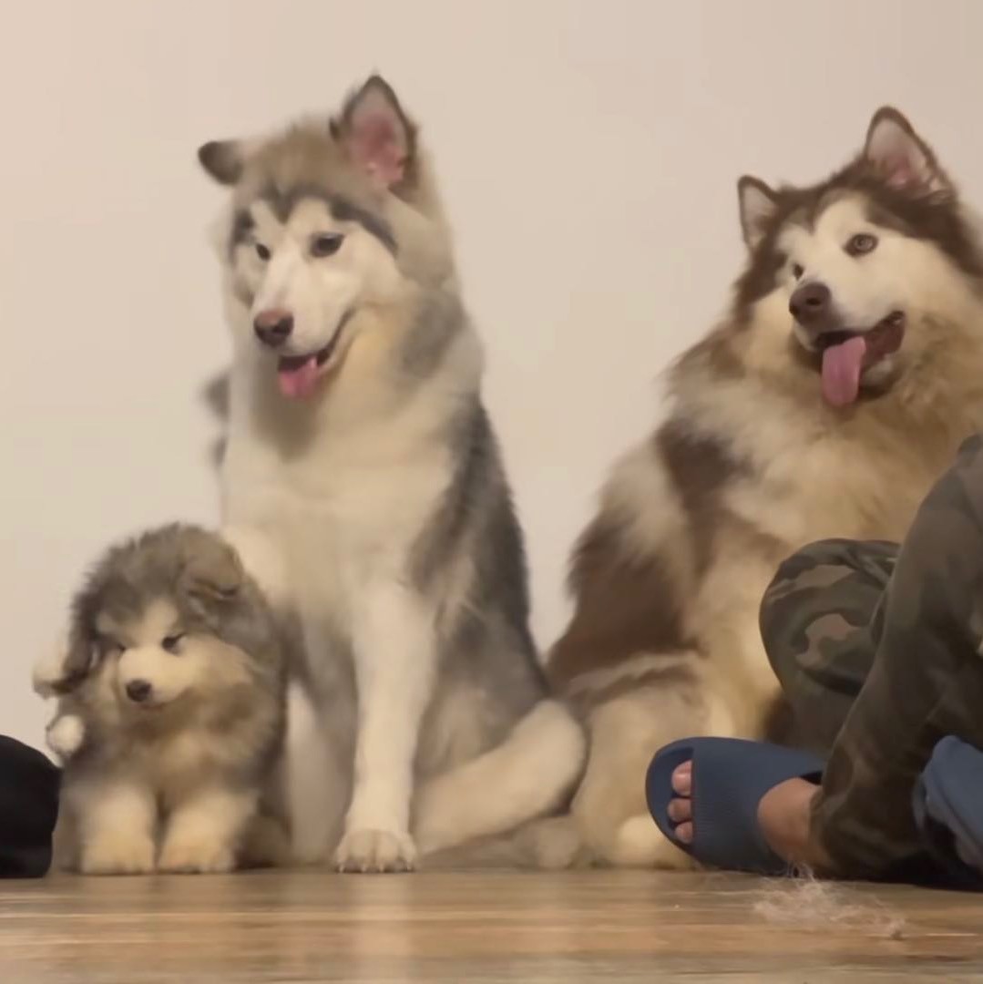 卢卡有团团和卢比