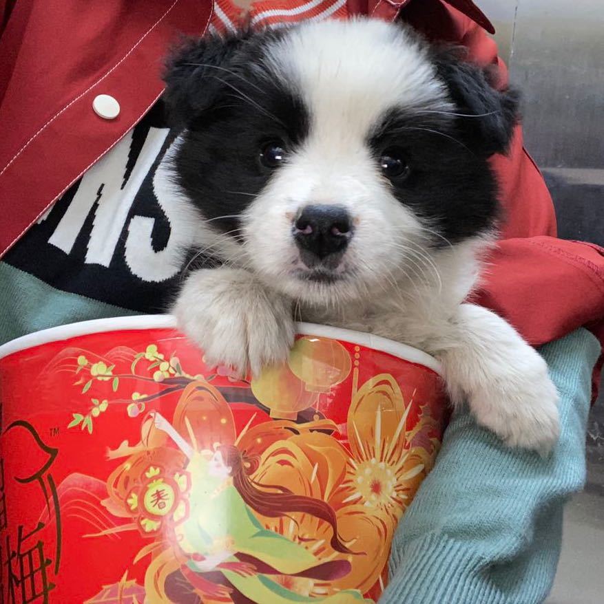 边牧陈小花