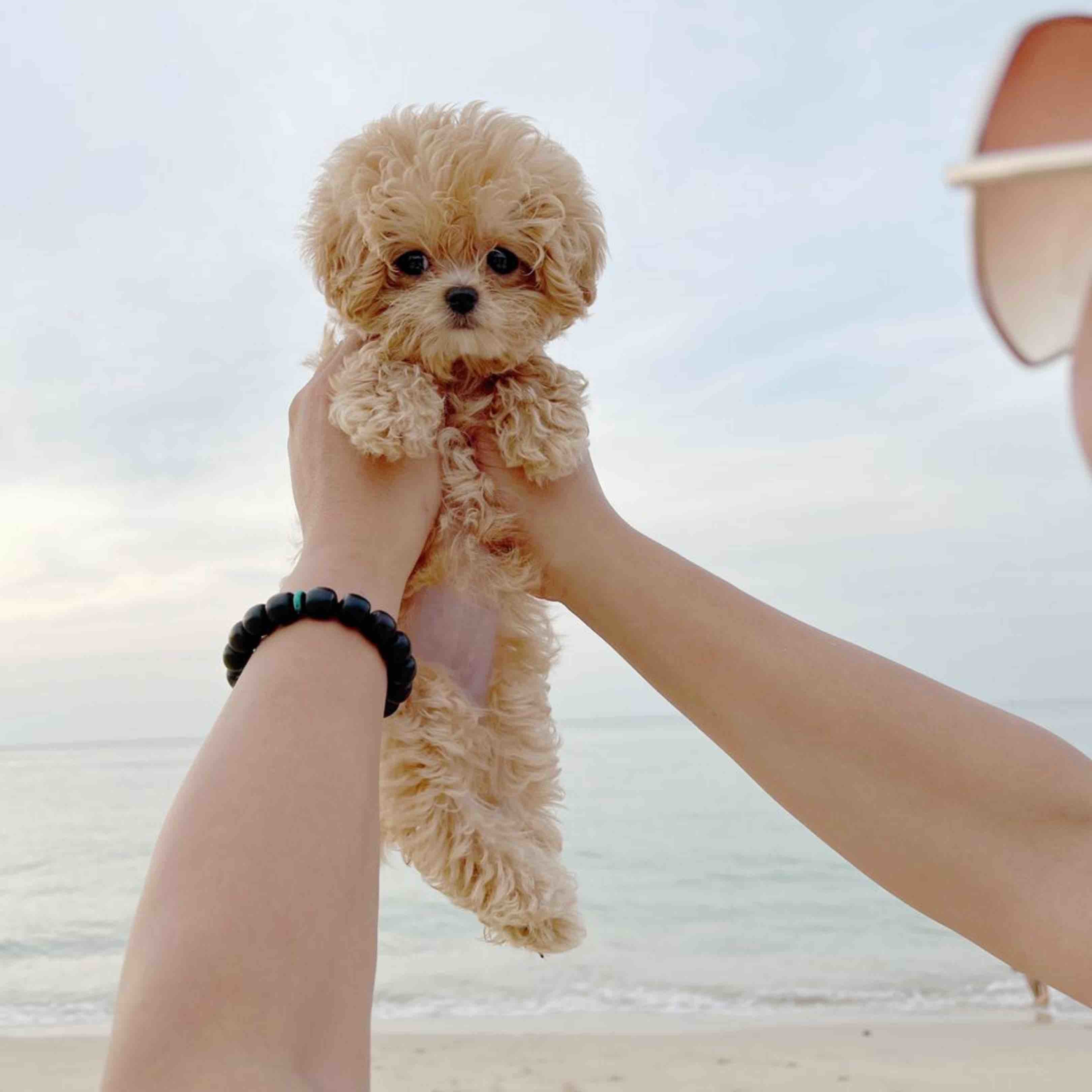 A咪Cockapoo