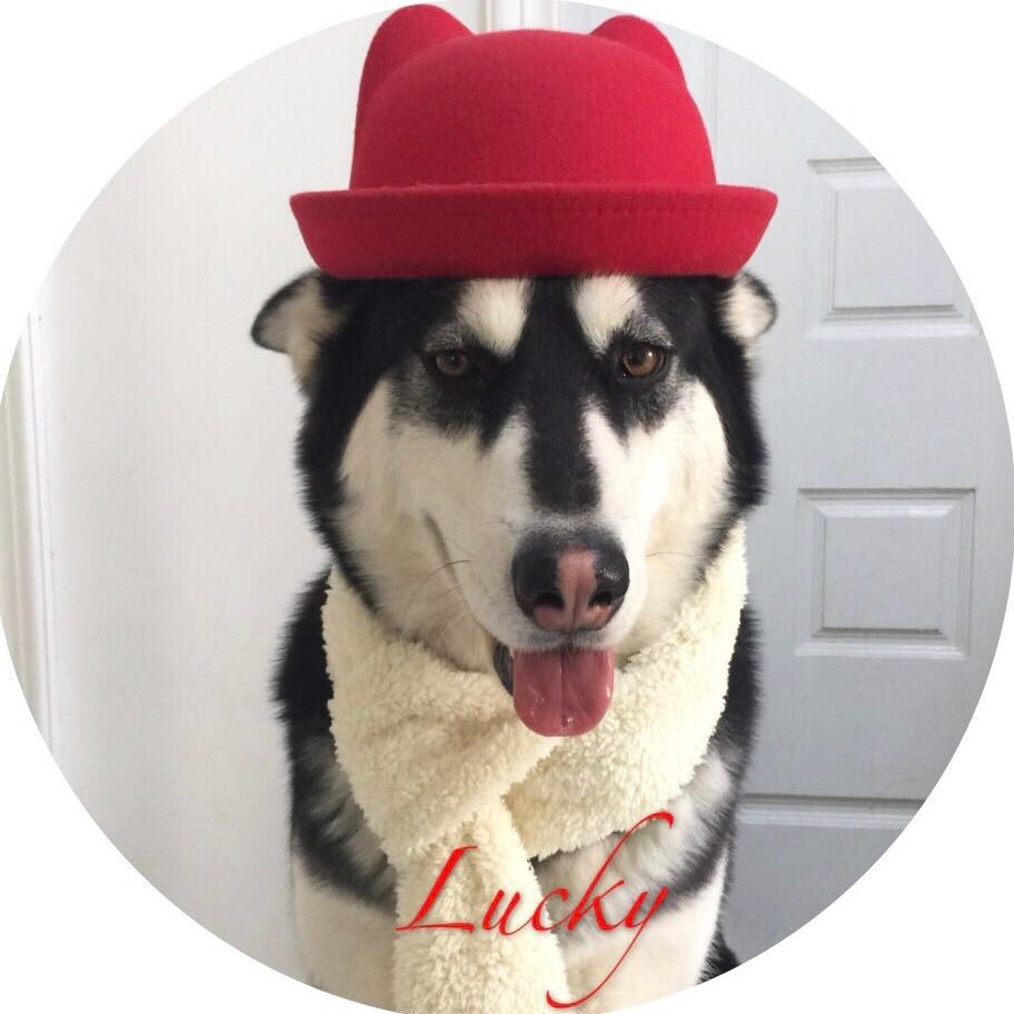 二哈lucky巴比