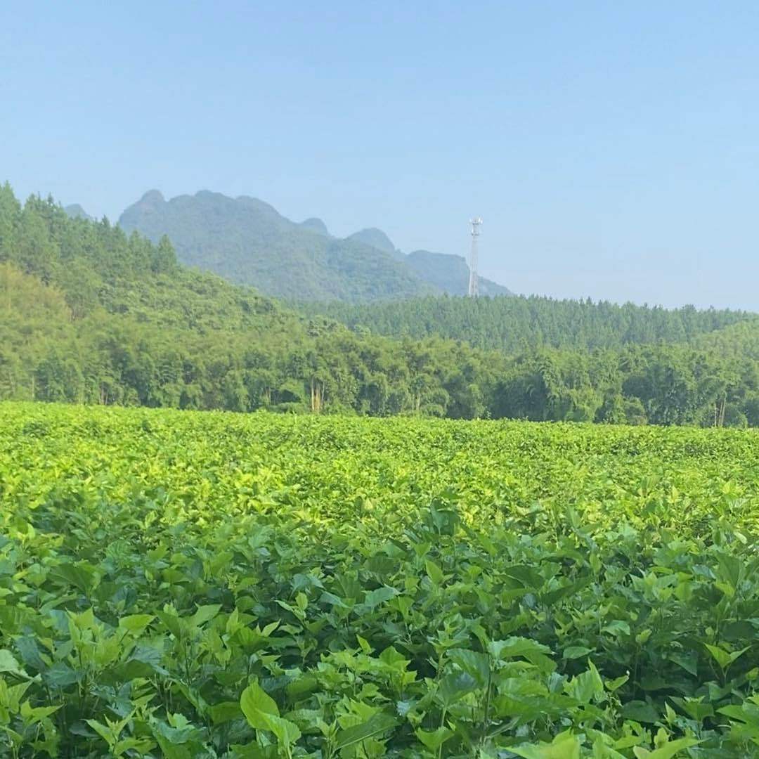 思乡小刘