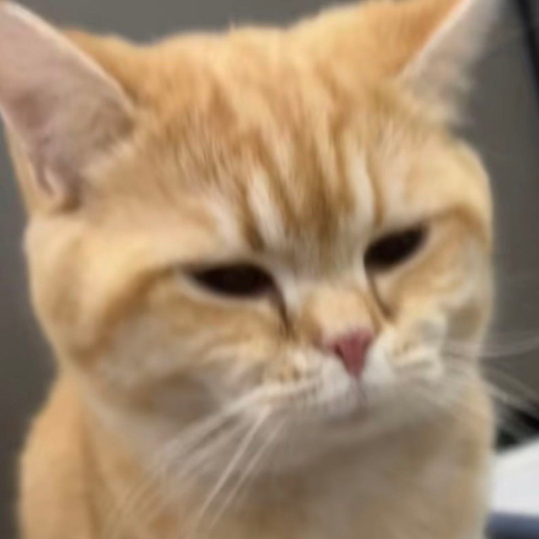 贴贴是只巧克力橘