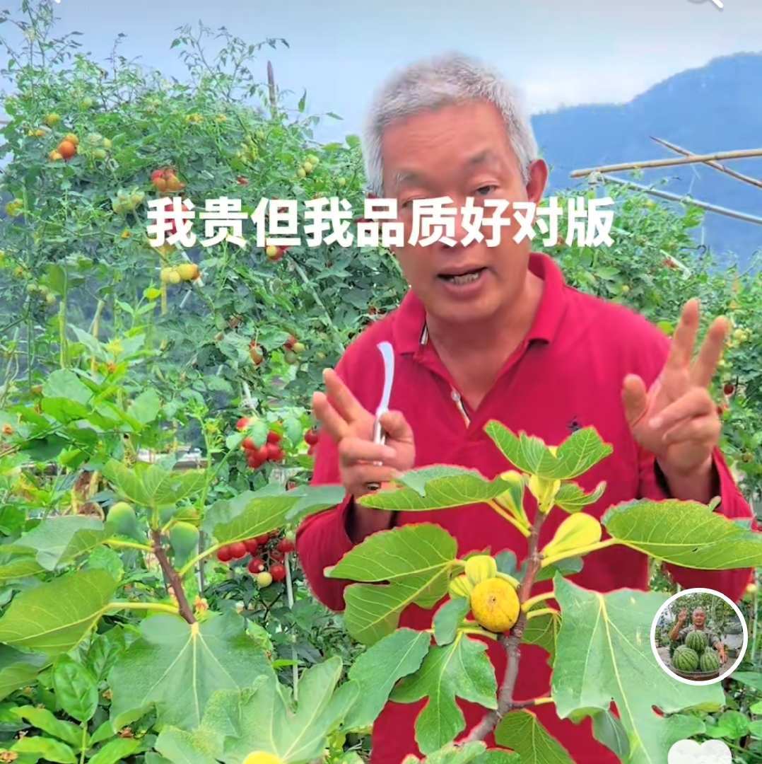 我家楼顶小菜园.马马