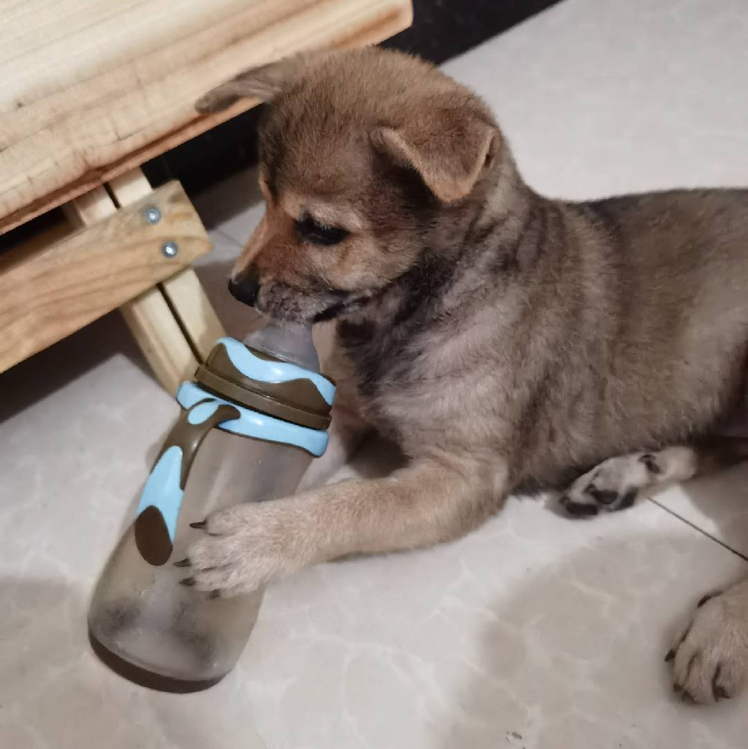 田园犬奶瓶
