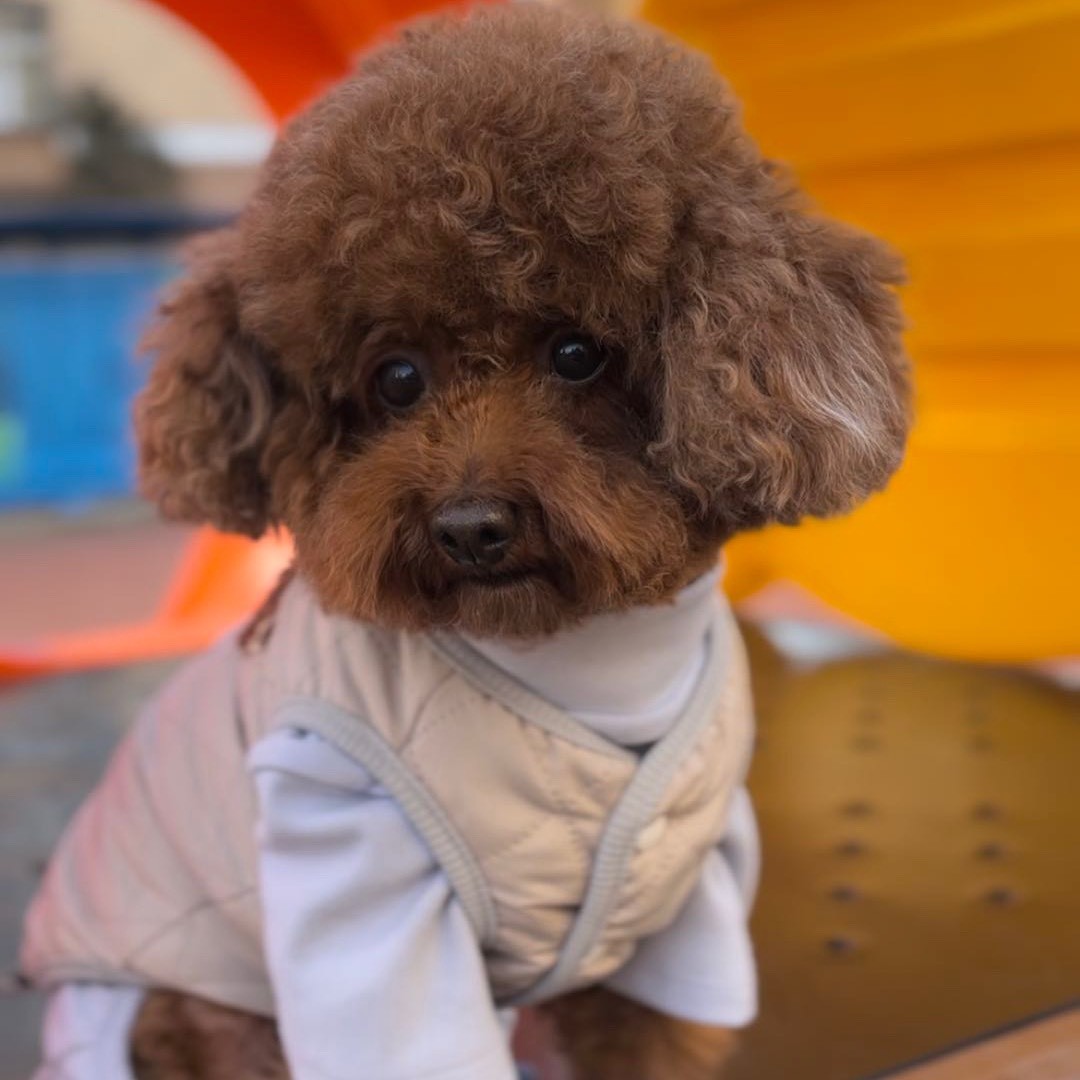 我的小狗叫Lucky