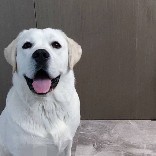 AKA小坦克