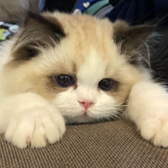 憨憨猪大虫