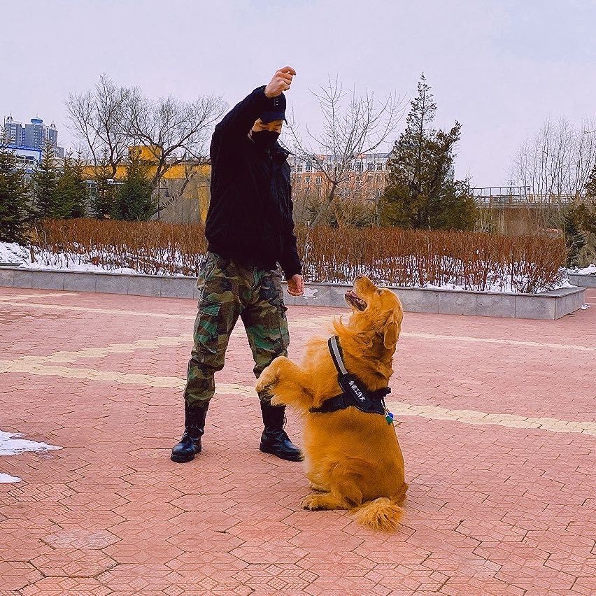钢蛋是只神犬