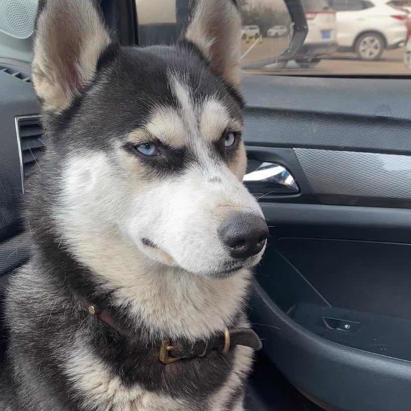 哈哥的成长日记