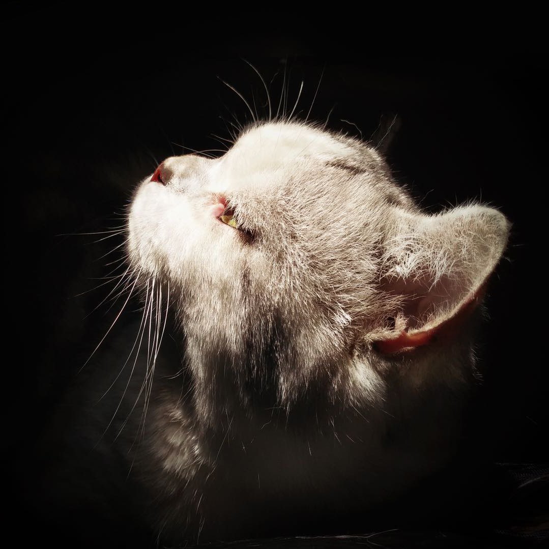 猫爷李白家
