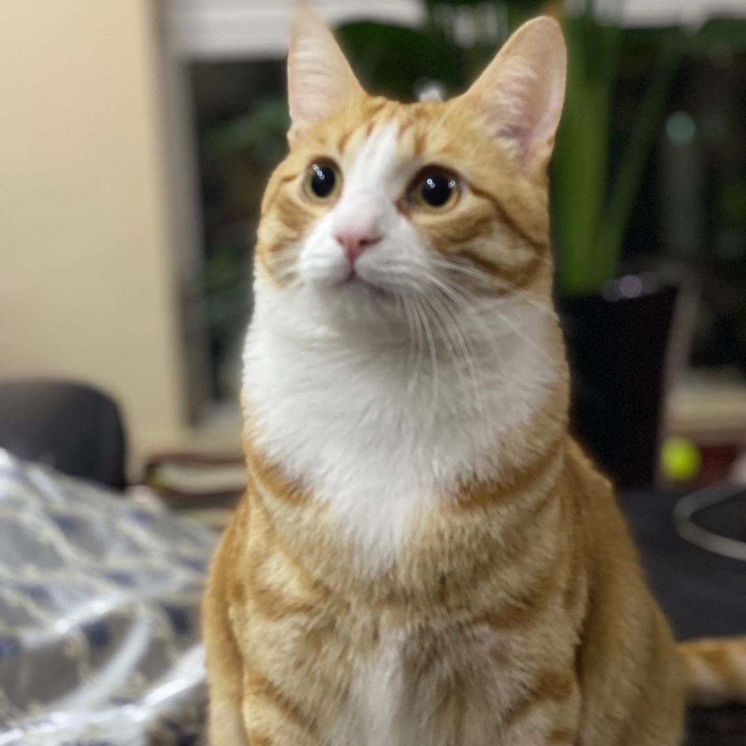 小天使爱猫群-青姐和她的流浪猫