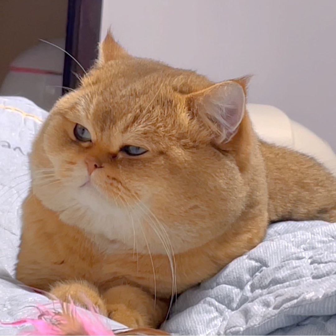 扁脸帆尼猫