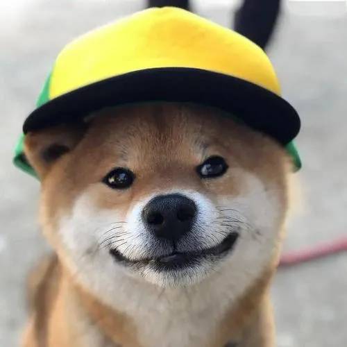 修狗毛的小七