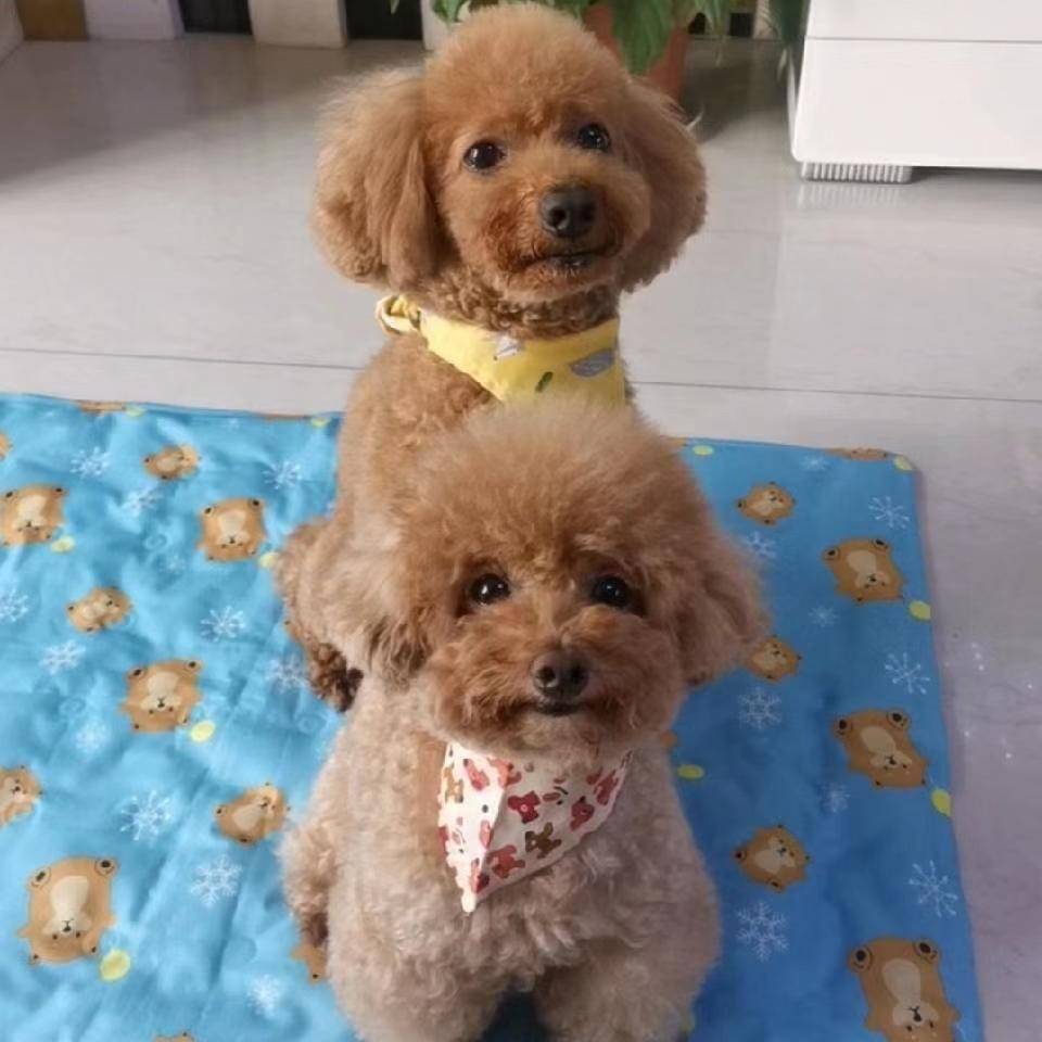 若若豆豆的日常