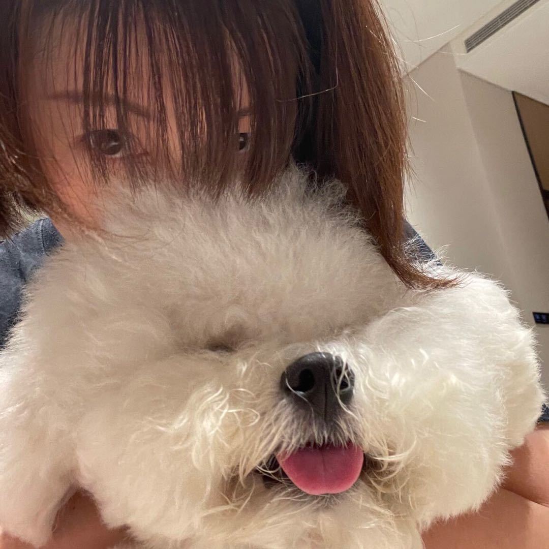 养比熊的莹姐