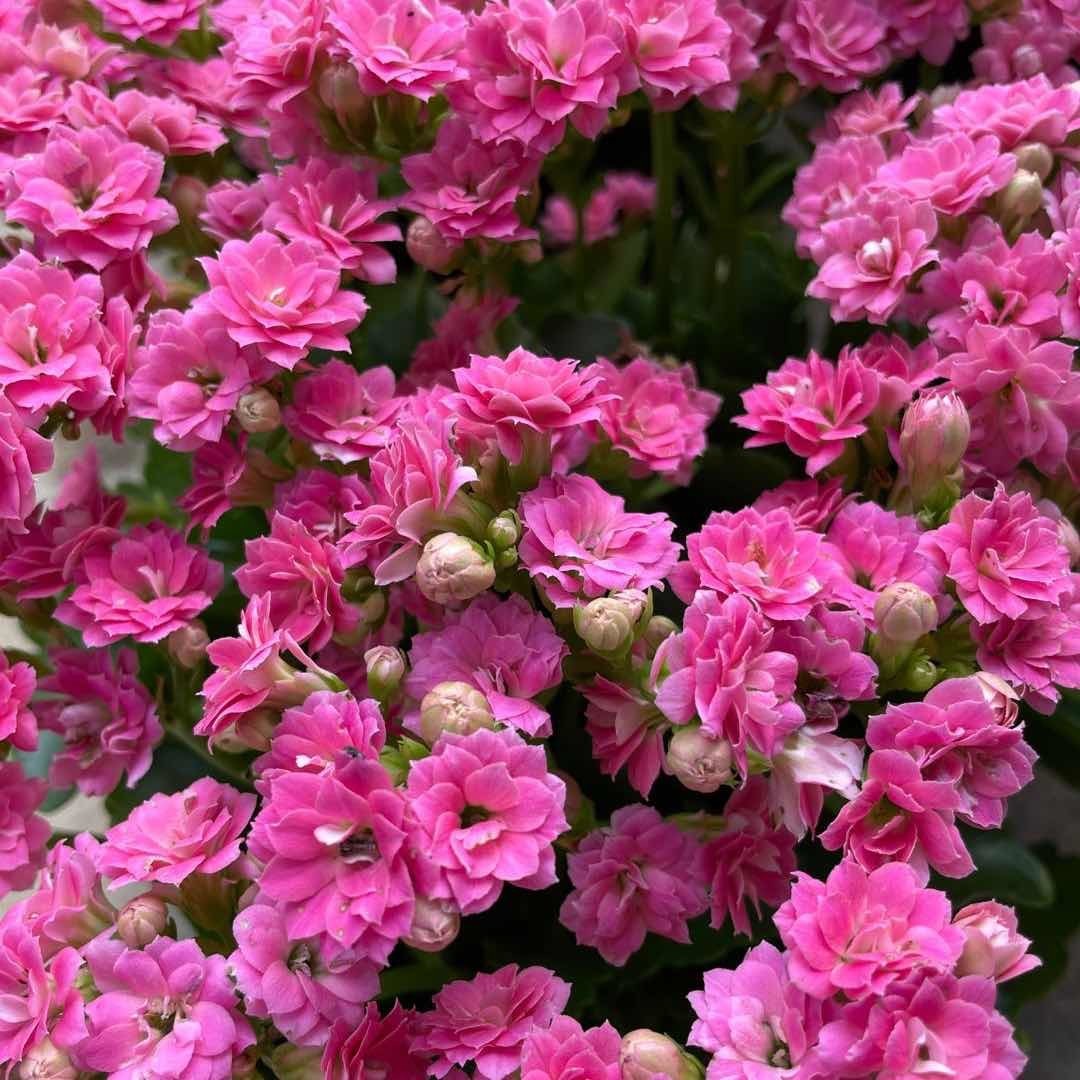 花花绿植L