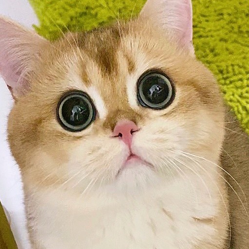JOJO小咪弟