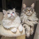 李哥淘猫