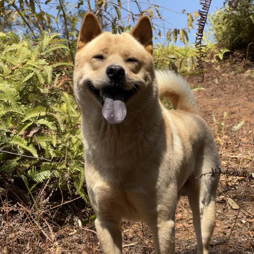 大肥田园犬